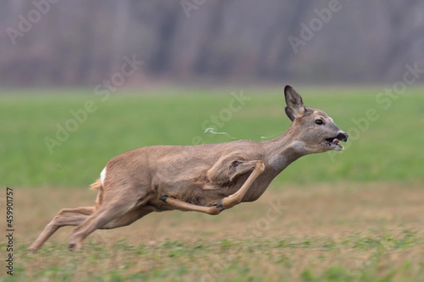 Fototapeta Sprinting roe deer (capreolus capreolus) buck in natural summer meadow with flowers. Dynamic action photo of wild animal running