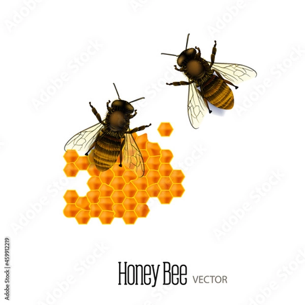 Fototapeta realistic looking  vector honey bee  