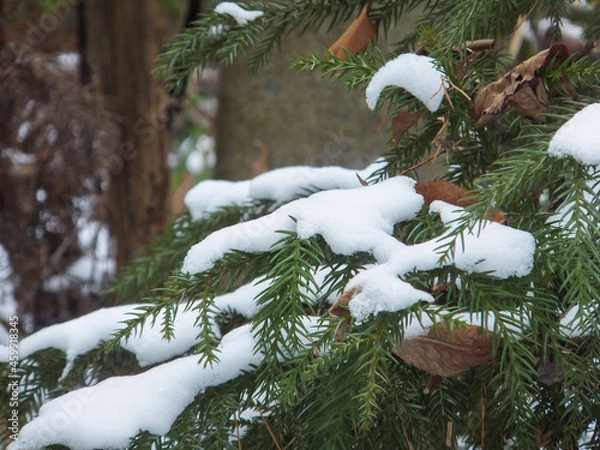 Fototapeta snow covered tree
