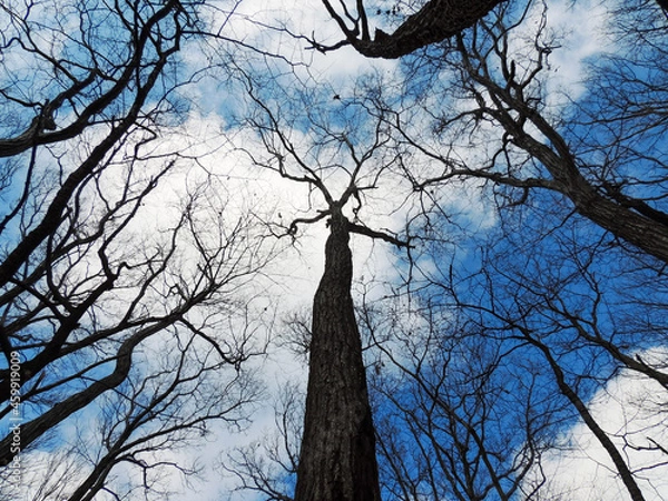 Fototapeta 冬の林