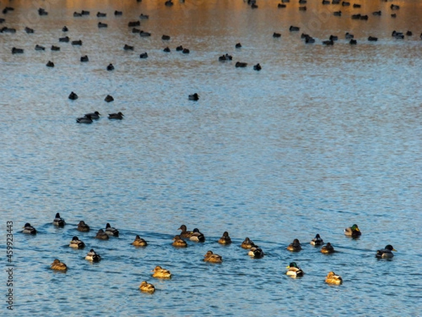 Obraz カモの群れ