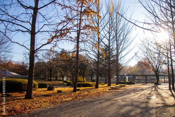 Obraz 綺麗な太陽の光と紅葉した銀杏並木