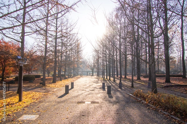 Obraz 綺麗な太陽の光と紅葉した銀杏並木