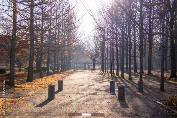 Obraz 綺麗な太陽の光と紅葉した銀杏並木