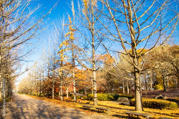 Obraz 秋の銀杏並木とベンチ