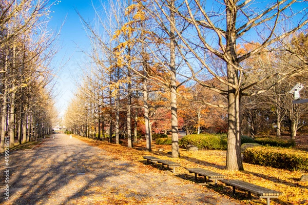 Obraz 秋の銀杏並木とベンチ