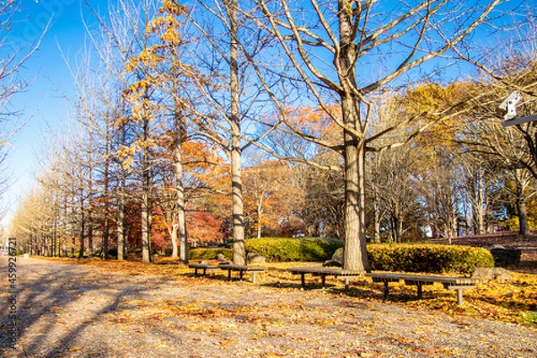 Obraz 秋の銀杏並木とベンチ