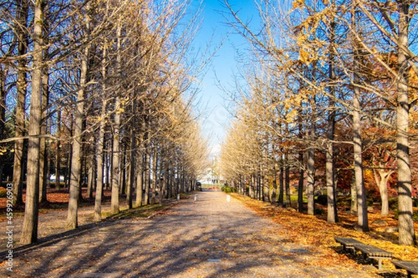 Obraz 秋の銀杏並木とベンチ