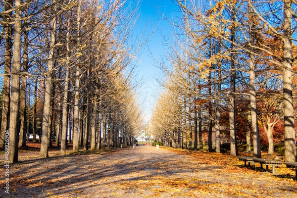 Obraz 秋の銀杏並木とベンチ