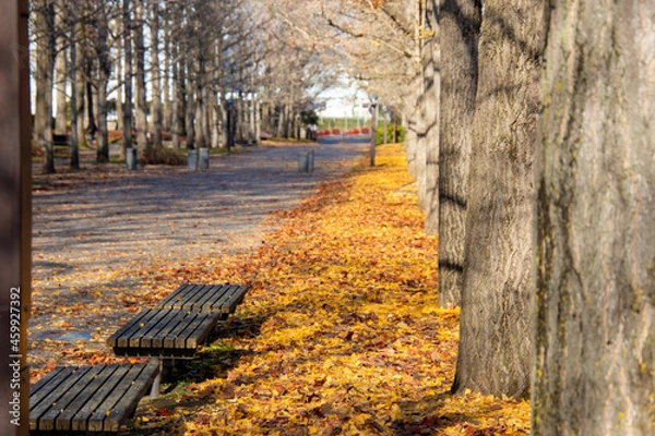 Obraz 銀杏の落ち葉に囲まれるベンチ