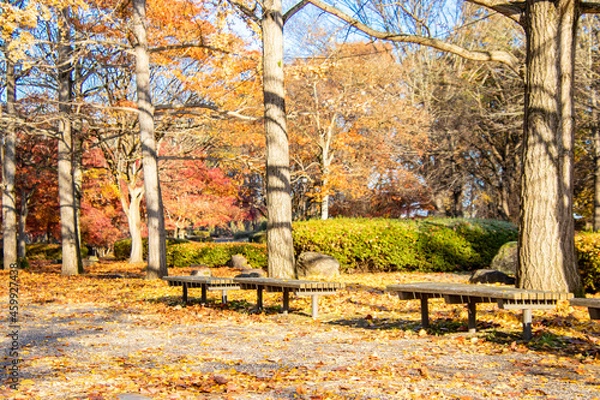 Obraz 銀杏の落ち葉に囲まれるベンチ