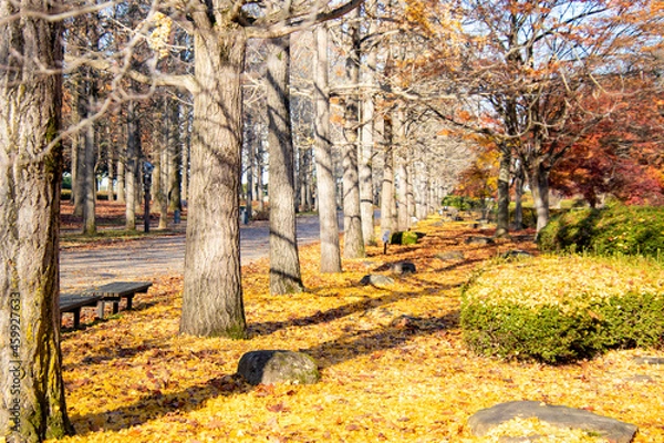 Obraz 銀杏の落ち葉に囲まれるベンチ