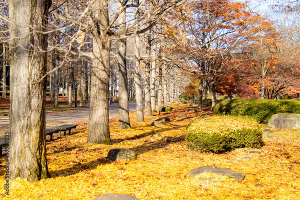 Obraz 銀杏の落ち葉に囲まれるベンチ