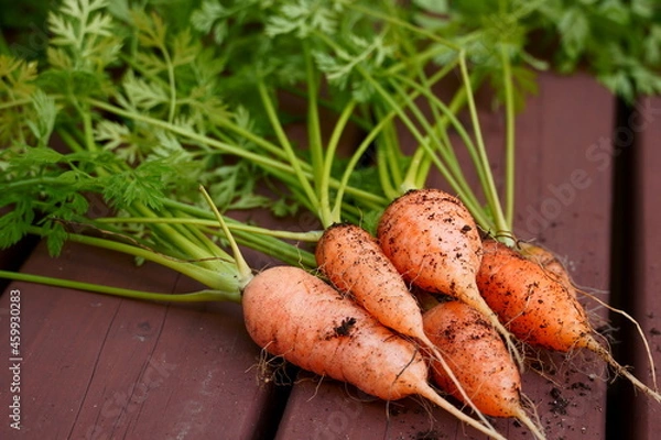 Obraz 家庭菜園で採れた小さいニンジン