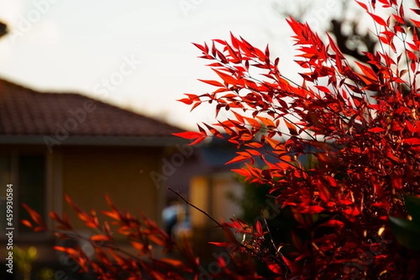 Obraz 赤く色づくナンテンの葉