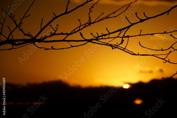 Obraz 夕日をバックにした桜の枝