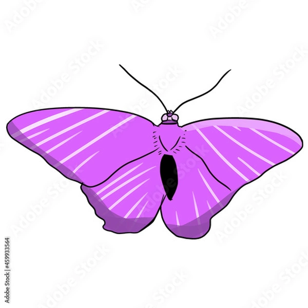 Obraz Butterfly