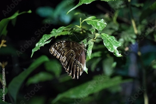 Fototapeta Blue morpho butterfly with closed wings hidden under leaves