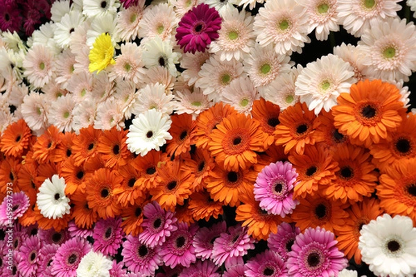 Fototapeta flowers background