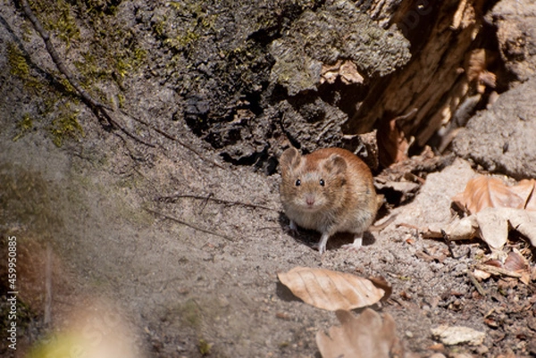 Fototapeta Waldmaus 