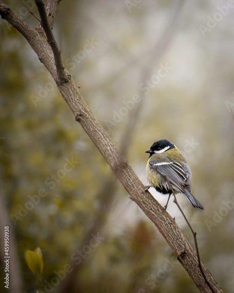 Obraz Kohlmeise auf einem Ast