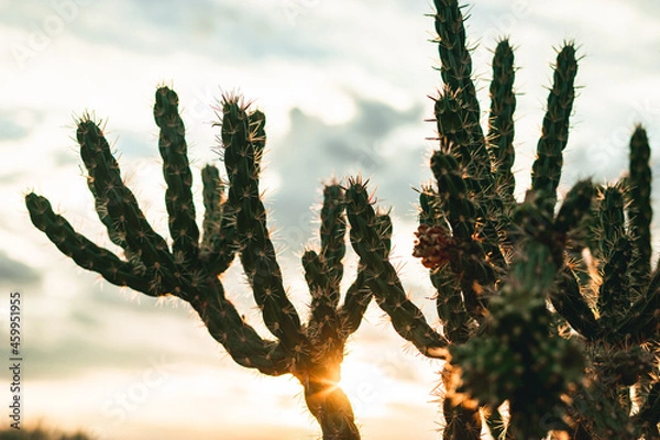 Obraz Cane Cholla Cactus at Sunset