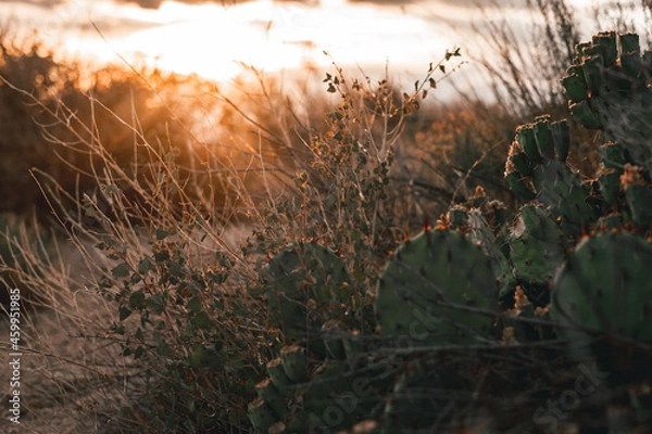 Obraz Prickly Pear Cactus at Sunset