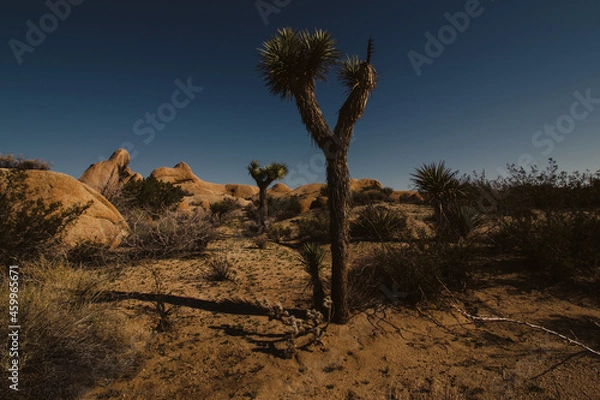 Fototapeta Joshua Tree National Park