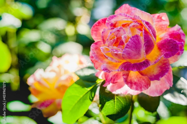 Obraz Big pink rose flower close-up in sunny morning