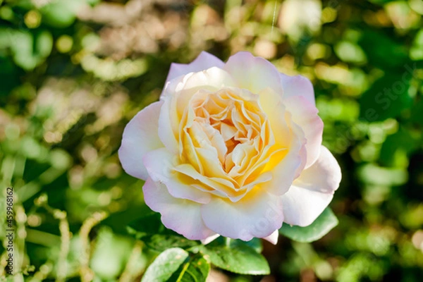 Obraz Big yellow rose flower close-up in garden