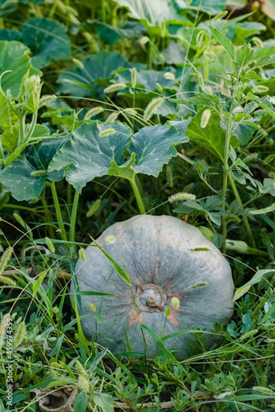 Obraz One green gourd at pumpkin patch