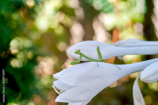 Obraz Green mantis on lily flower