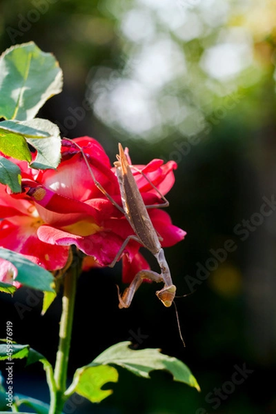 Obraz Brown mantis on rose flower