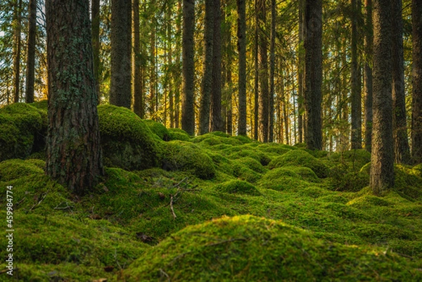 Fototapeta Elvish pine and fir forest with green moss covering the forest floor