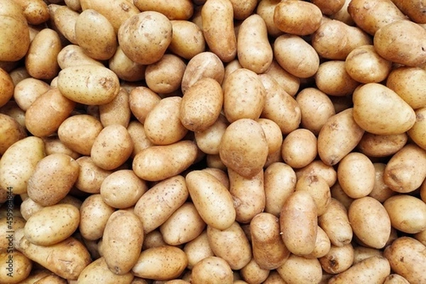 Obraz Large pile of potatoes on market counter. Food background and potatoes harvest concept.