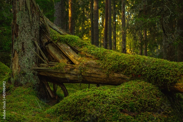 Fototapeta Fallen fir tree covered with green moss, deep in a forest in Sweden