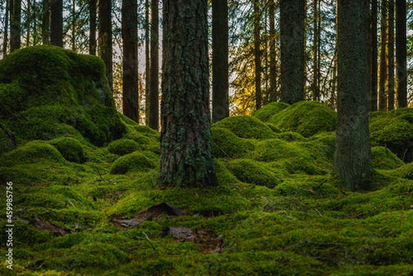 Fototapeta Old pine and fir forest with green moss covering rocks and the forest floor