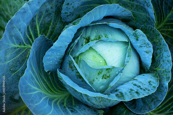 Fototapeta Big green cabbage on the farm. Vegetarian food background.