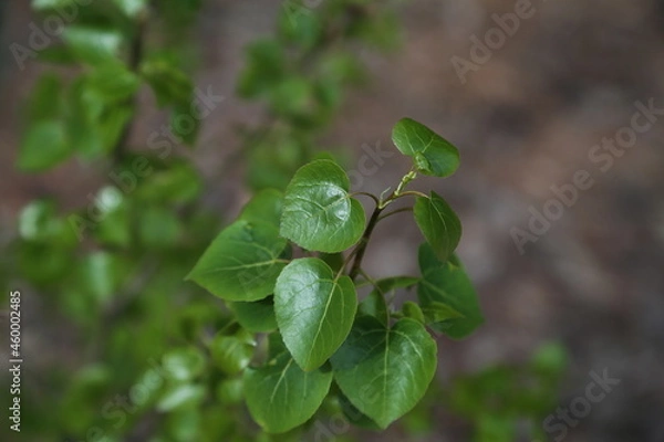 Obraz baby aspen tree sapling