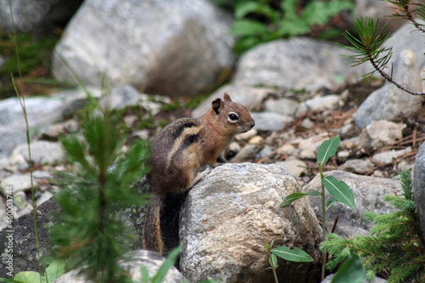 Obraz cute chipmunk on a rock