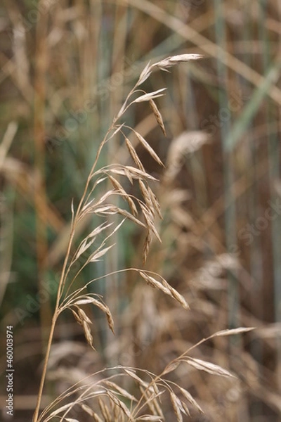 Obraz grass seed closeup