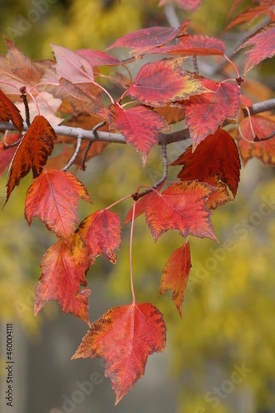 Obraz Red and yellow fall leaves