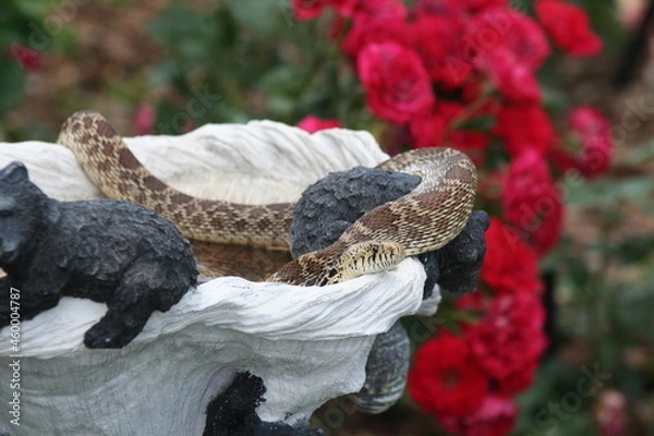 Obraz Bullsnake in birdbath