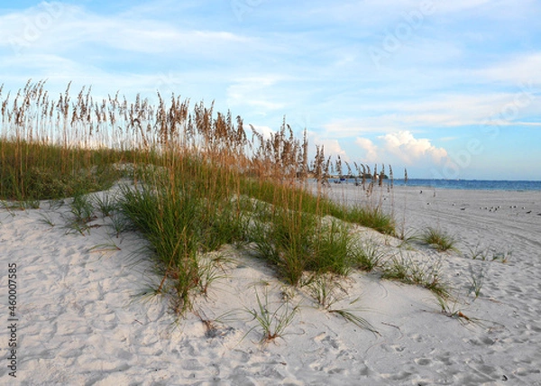 Obraz A dune of beachgrass on pa white sandy beach blowing in the breeze agains a cloudy blue sky and warn team water.  St. Petersburg beach.  