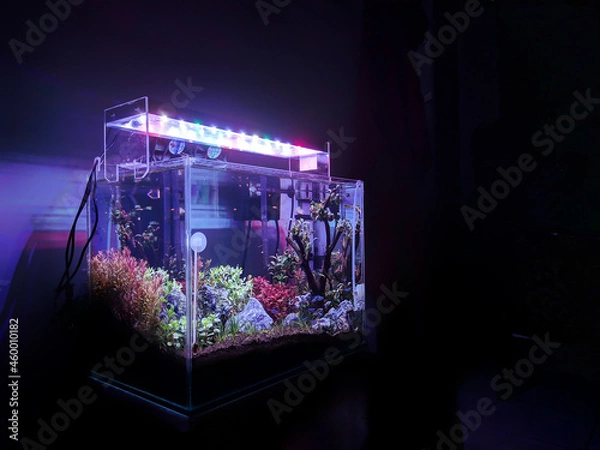 Obraz Dutch style theme aquascape