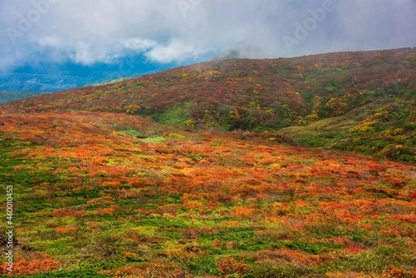 Fototapeta 紅葉の栗駒山