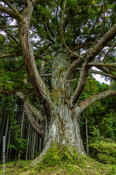 Fototapeta 岩尾池の千年杉