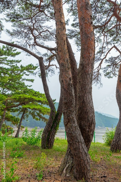 Fototapeta 소나무