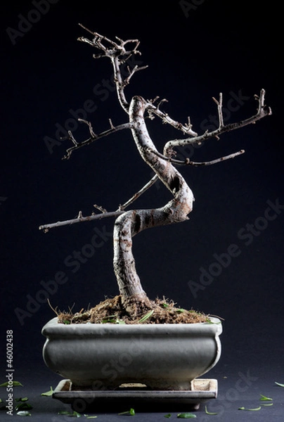 Fototapeta Little bonsai without leaves