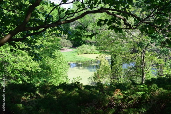 Obraz lake in the forest